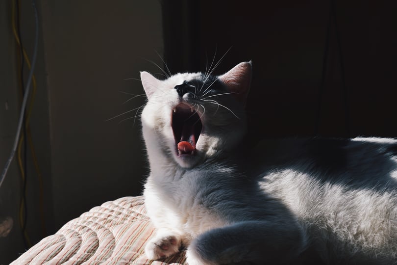 wake up cat.jpeg?noresize