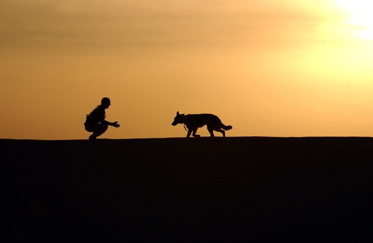 dog-trainer-silhouettes-sunset-38284-medium.jpeg